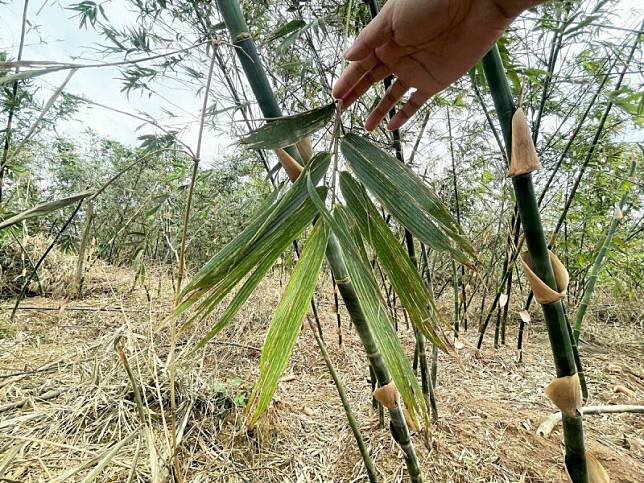 竹筍葉片斷裂破損乾枯。 圖：新北市農業局／提供