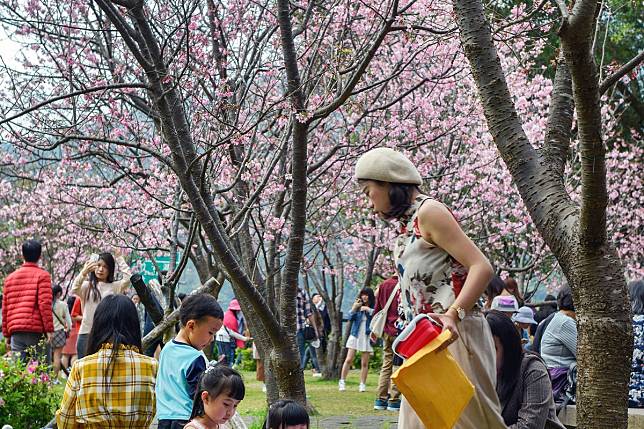 Families enjoy cherry blossoms at Yangming Park in Taiwan.