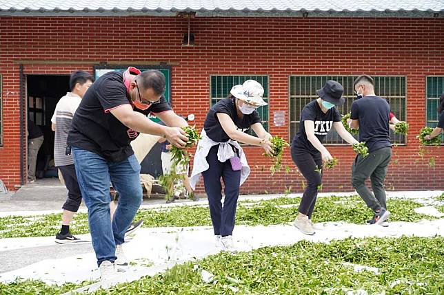 淡大師生走入茶園   產官學攜手帶動石門創生