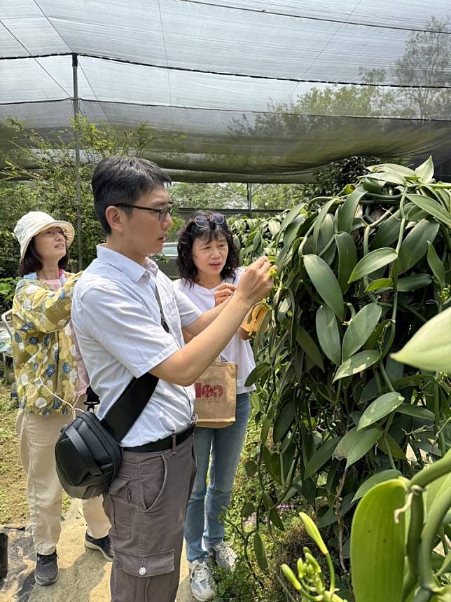 農糧署人員了解新產業，並學習如何人工授粉。（記者張淑娟攝）