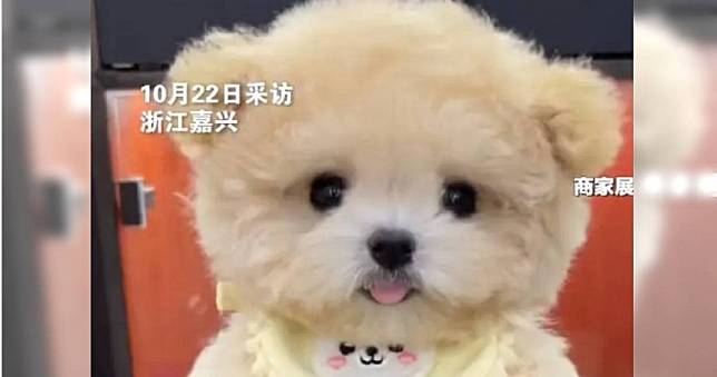 砸8萬買「大眼泰迪犬」萌翻！她接回家傻眼：被畫了防水眼線液