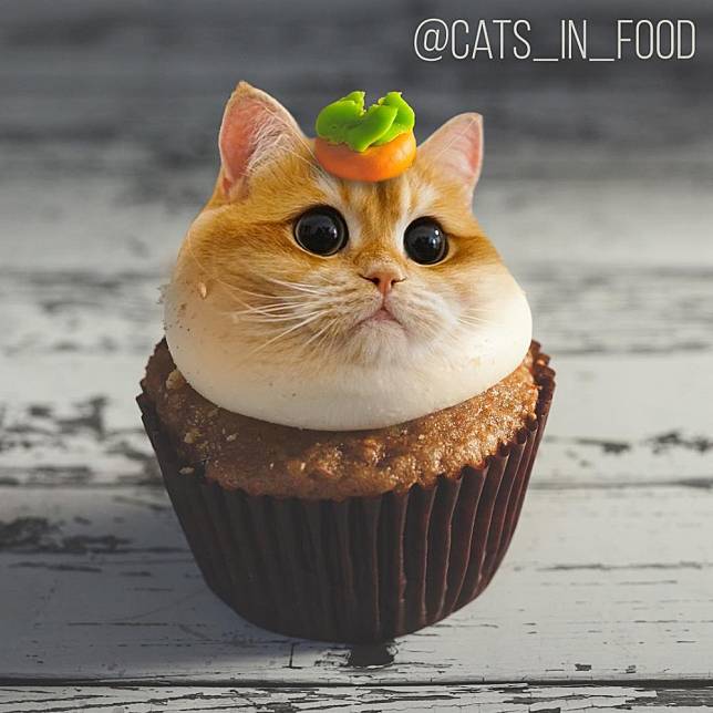 Photo from IG cats_in_food