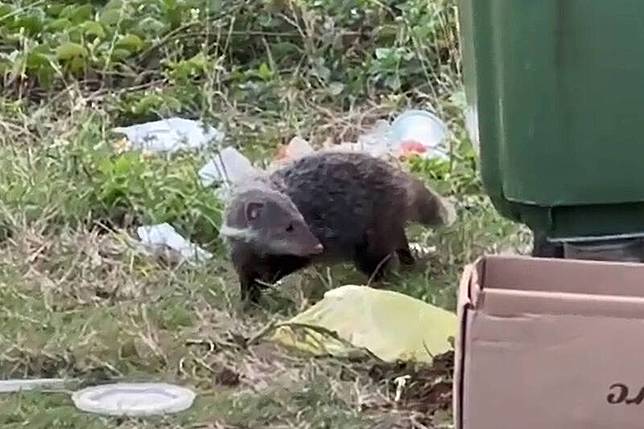 食蟹獴在國家公園內啃食垃圾的畫面難堪。(民眾提供)