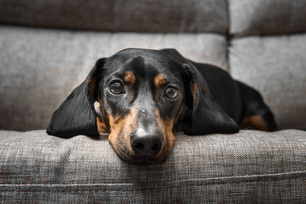 肥胖是現代生活中人類與寵物共同面臨的健康隱憂。圖:istockphoto