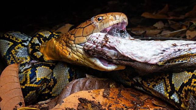 4公尺眼鏡王蛇（King Cobra）花7小時吞掉3公尺網紋蟒（Reticulated Python）。（圖／翻攝自 FB@J K Tan Daryl）