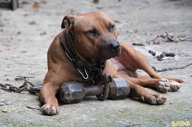 陳姓男子不滿飼養的比特犬死亡，竟持開山刀刺死房客的比特犬，遭判刑拘役50天併科20萬元罰金。非當事犬。(資料照)