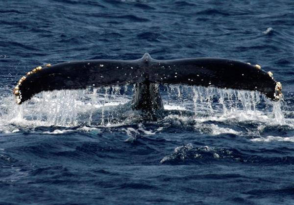 換氣後下潛的座頭鯨。路透社資料照