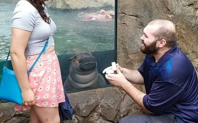 最重量級電燈泡！情侶動物園浪漫求婚　河馬「貼玻璃瞪大眼」全程搶鏡暴紅