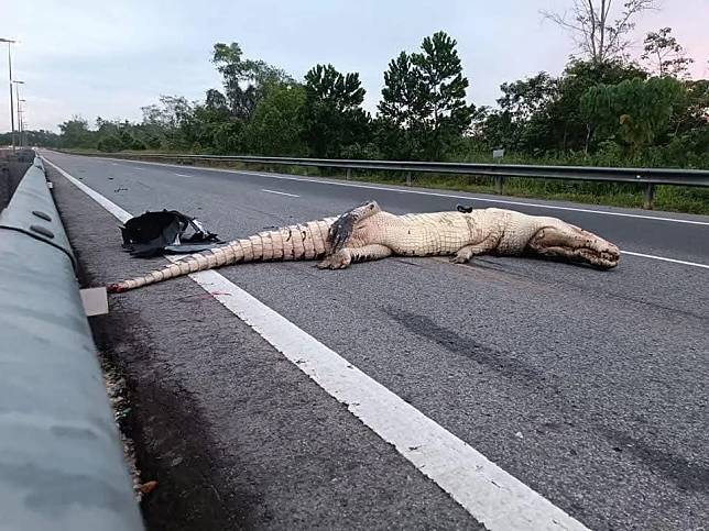 汶萊城市都東（Tutong）1處高速公路25日清晨發生車禍，1頭身型巨大的鱷魚不幸被轎車撞死。（圖／翻攝自臉書）