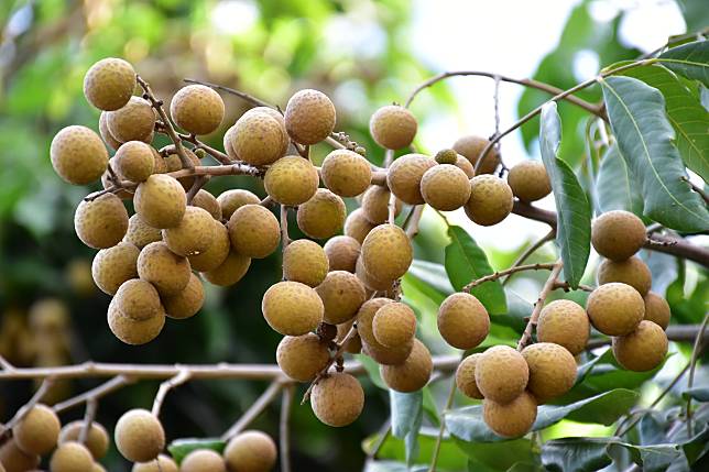 vecteezy_longan-fruit-bunch-on-longan-tree-in-asian-country_7139788_914