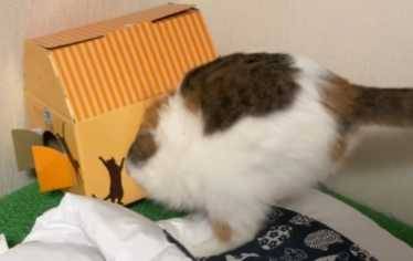 貓咪鑽進狹小紙箱內。（圖／翻攝自臉書）