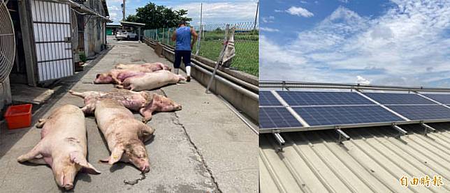 太陽能光板設避雷針，疑避雷針未發生作用，以致上百隻豬被電死。(記者顏宏駿攝)