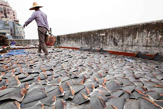 人們對魚翅的熱愛，導致鯊魚遭大量捕殺。圖為2013年香港魚翅工廠，大量魚翅正在頂樓曬乾。（AP）