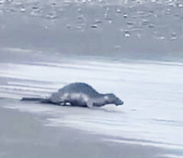 屏東旭海海灘一連三天，被民眾目擊到一隻台灣罕見的海豹蹤影。（記者毛莉翻攝）