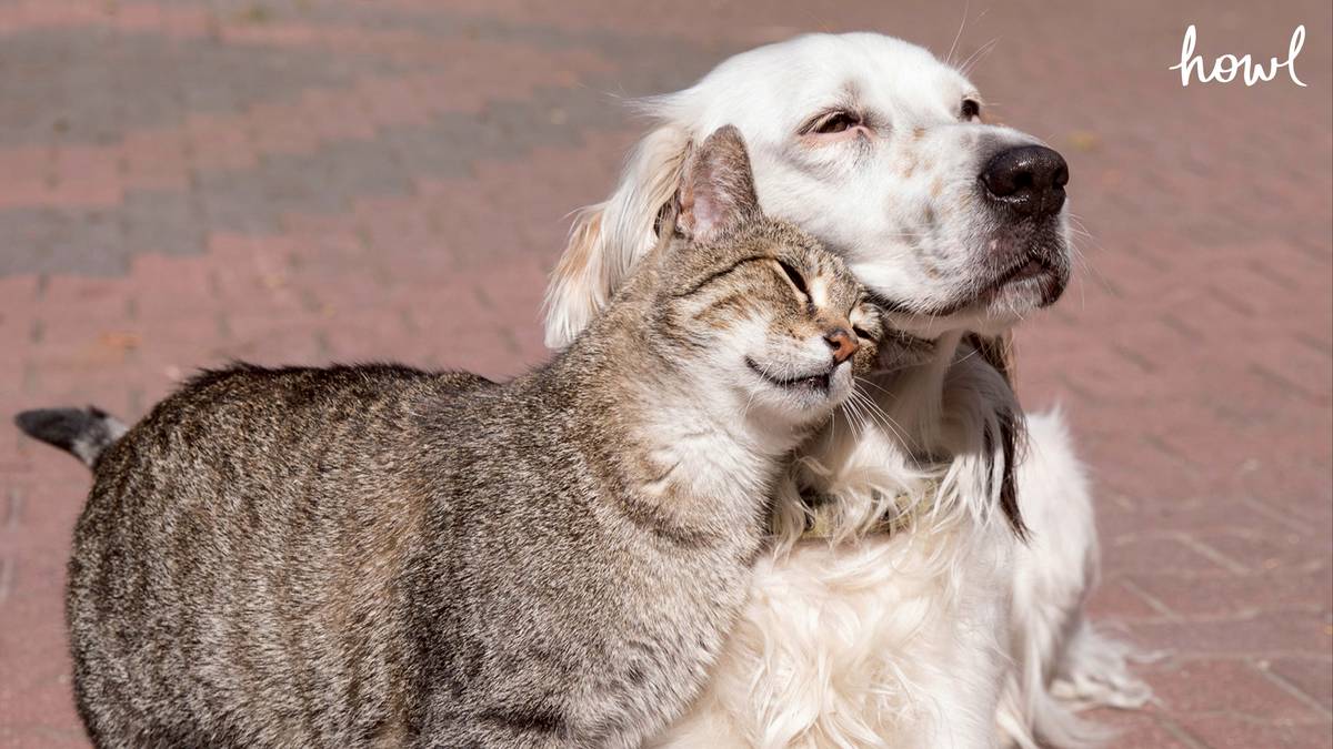 งานวิจัยชี้ เมื่อสุนัขและแมวอยู่บ้านเดียวกัน จะยอมอดทนซึ่งกันและกันมาก ...