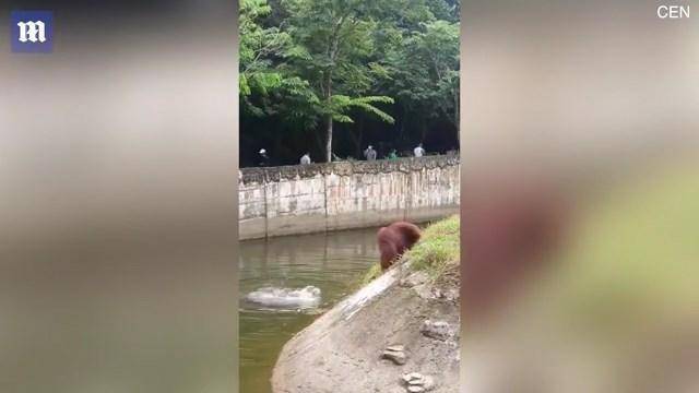 紅毛猩猩溺水，同伴在旁也看得著急。（翻自英國《每日郵報》）
