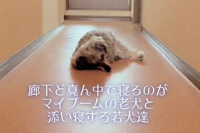 完美老年生活！老年狗獨自睡在走廊，喜愛牠的2隻狗狗自動跑來，守在兩旁陪伴。（圖／TiKTok：torabon1999）