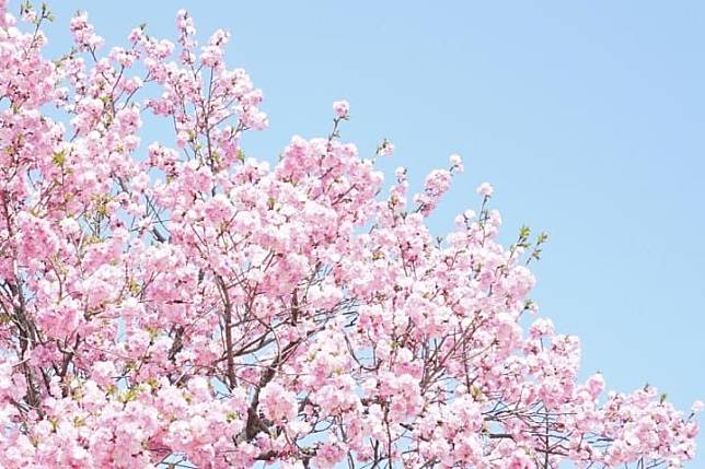 3、4月是日本的櫻花季也是花粉季，就算外國旅客回國後遇不到花粉，但還是有空污、流感感冒等問題！
