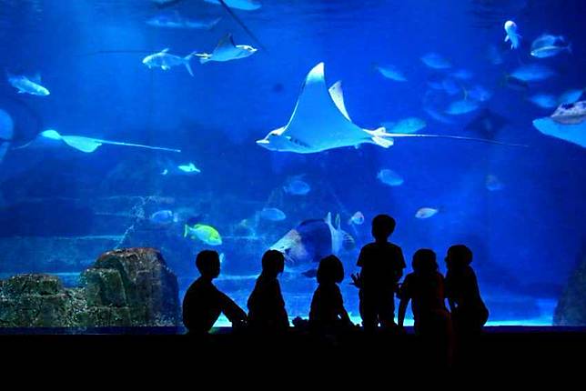 圖片來源：IG @fargloryoceanpark