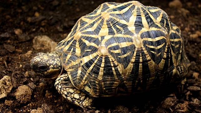 圖為印度星龜。截自台北市立動物園