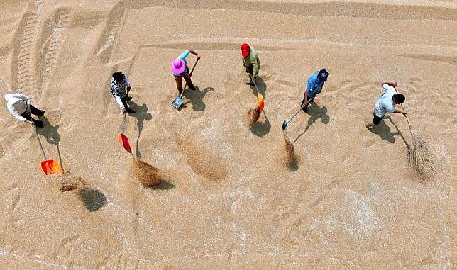 An aerial drone photo taken on May 25, 2024 shows farmers drying harvested wheat at a farm in Sanguan Village of Shuanggou Town, Bozhou City, east China's Anhui Province. (Photo by Liu Qinli/Xinhua)