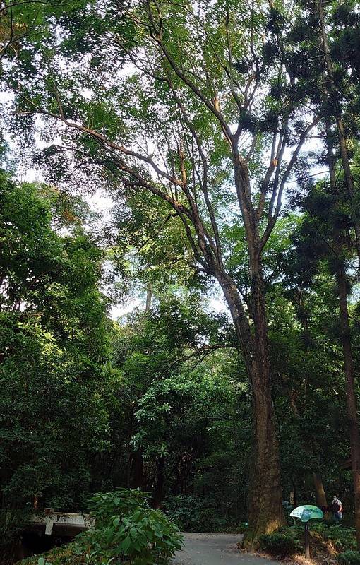 嘉義樹木園具百年歷史，為嘉義八景之一，園區還有多項全台樹木獨有特色，如巴西橡膠樹群為全台數量最多。（林試所提供）中央社記者黃國芳傳真 110年11月29日  
