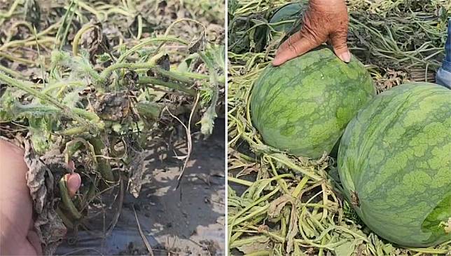 即將採收的近千顆西瓜遭人惡意「割斷根」。圖／台視新聞