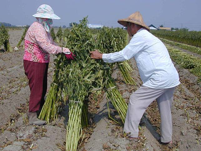 西港區是台南種植胡麻產地之一，農會將於二、三日舉辦胡麻產業活動行銷。(記者盧萍珊攝)