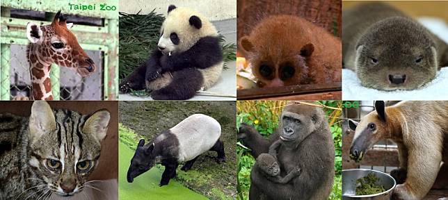  只知道團團、圓圓就太遜啦！木柵超療癒「動物園寶寶」人氣大PK