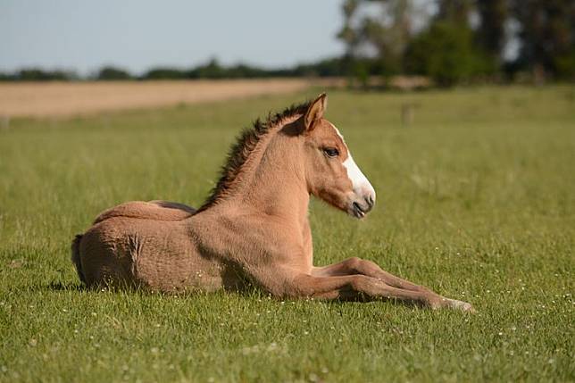 馬大部分時間是站著睡覺，也需要躺下來進入快速動眼期睡眠。Soledad Lorieto