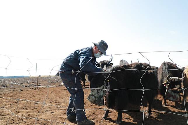 Doctoral candidates at Lanzhou University's College of Ecology Cao Ze hangs a feeding bag onto the yak's horns in Maqu County, Gannan Tibetan Autonomous Prefecture of northwest China's Gansu Province, April 27, 2024. (Xinhua/Wen Jing)