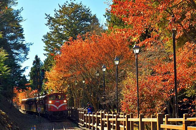 ▲南台灣賞楓最有名的賞楓勝地-阿里山國家森林遊樂園。 （圖／Tripbaa趣吧！旅遊平台）