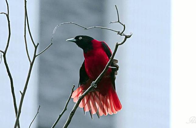 朱鸝羽色紅黑相間，十分漂亮，被譽為「台灣最美麗的野鳥」。 (圖由鳥友謝其良提供)