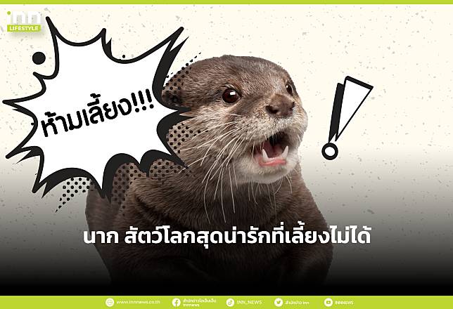 นาก สัตว์โลกสุดน่ารักที่เลี้ยงไม่ได้