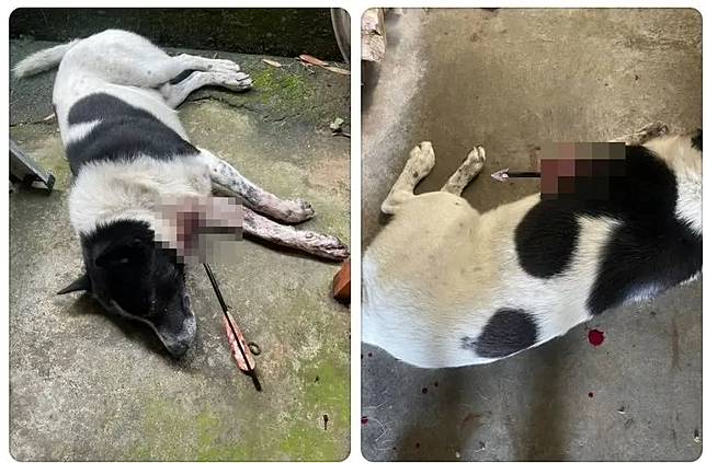 黃姓男子只因犬隻狂吠導致他無法休息，竟以十字弓射殺犬隻，造成1死1重傷。民眾提供