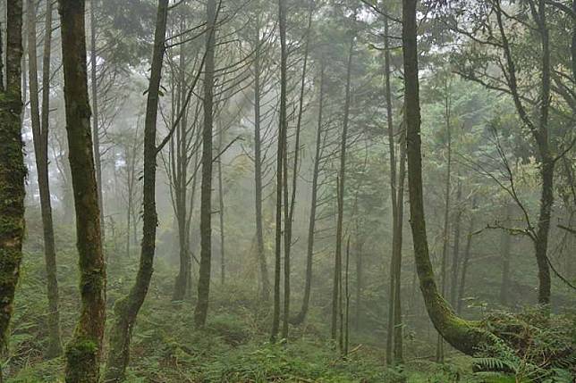 2014年共有十八處被評選為「臺灣世界遺產潛力點」，其中「棲蘭山檜木林」為臺灣世界遺產潛力點之一。圖為棲蘭山檜木林。（Ray Swi-hymn@Flickr）