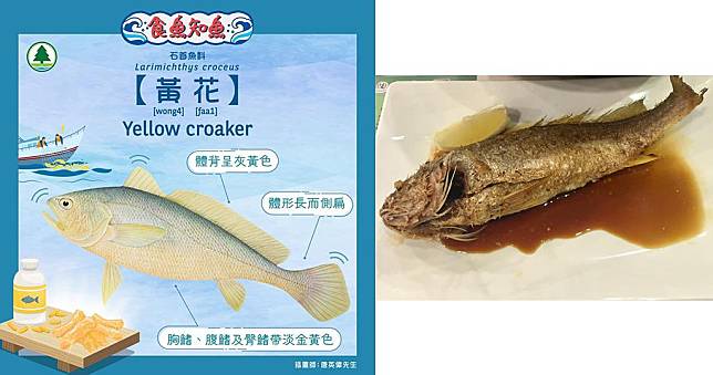 黃花魚 (漁農自然護理署facebook圖片、資料圖片)