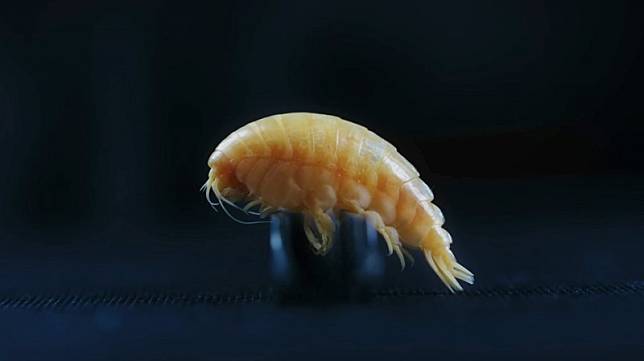 科學家在馬里亞納海溝發現新物種，由於其中一尾體內發現與PET成分相近的塑膠纖維，因此把這物種命名為塑膠鉤蝦。(圖取自世界自然基金會WWF)