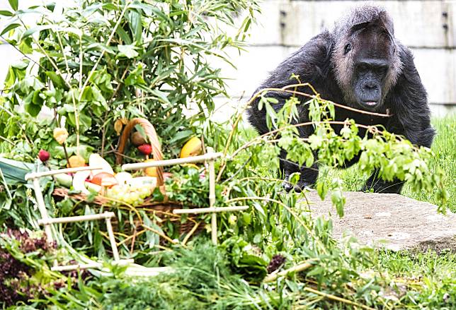 大猩猩法圖日前歡渡67歲生日。（圖／美聯社）