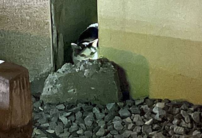 乳牛貓「歐膩」終於被尋獲，花蓮天王星大樓5隻貓咪全數獲救。（翻攝自花蓮新聞網臉書）