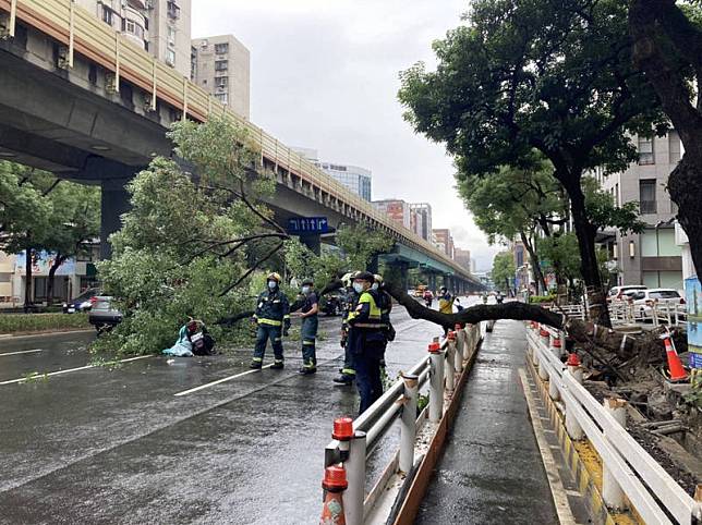 北市發生路樹倒塌壓倒機車事故，2人送醫救治(記者邱俊福翻攝)(記者邱俊福攝)