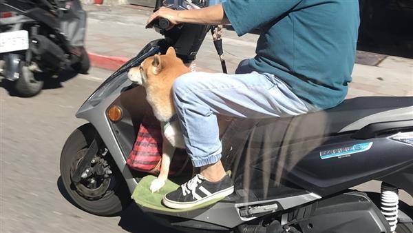 一隻狗狗站在機車踏板上的照片讓外國記者驚訝。（圖片來源／翻攝NicolaSmith推特）