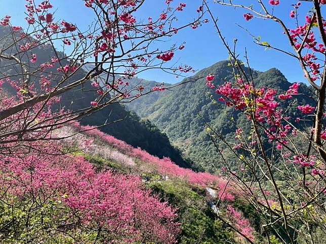 新北三峽大熊櫻花林（圖片來源/LINE熱點用戶） 