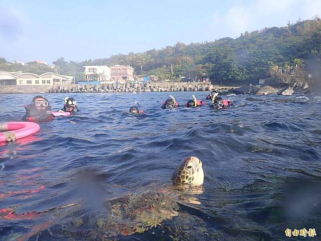 小琉球觀光夯，週遭海域的海龜是吸客明星動物。(記者陳彥廷攝)