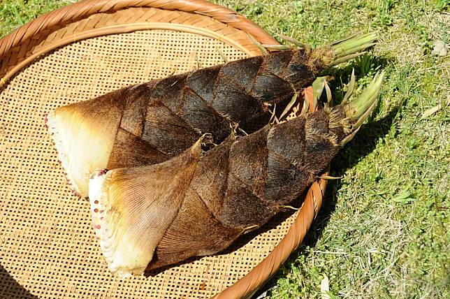 國內、外都曾發生過食用「生竹筍」中毒的案例。（示意圖／photoAC）