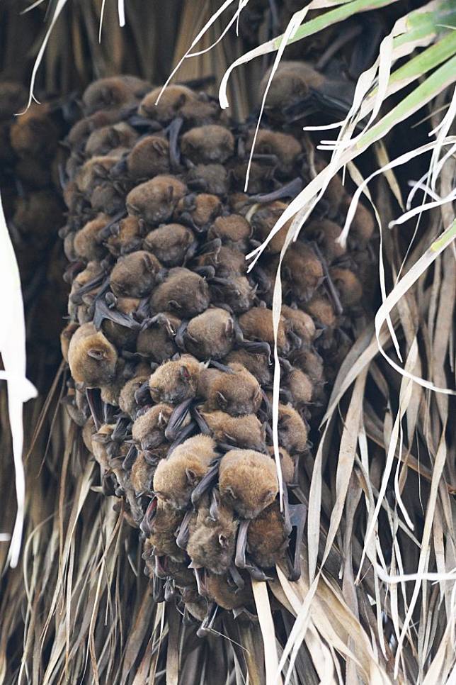 「高頭蝠」群聚棲息在東石自然生態展示館周遭的樹上，適合近距離觀察蝙蝠生態。﹙記者張誼攝﹚