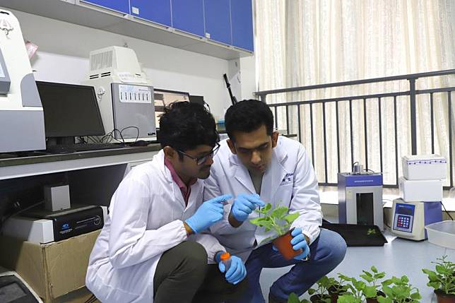This undated photo shows Hafiz Muhammad Usman ®, a post-doctoral fellow at Guizhou University, checking symptoms of pest-affected leaves in the laboratory of Guizhou University in Guiyang, southwest China's Guizhou Province. (Xinhua)