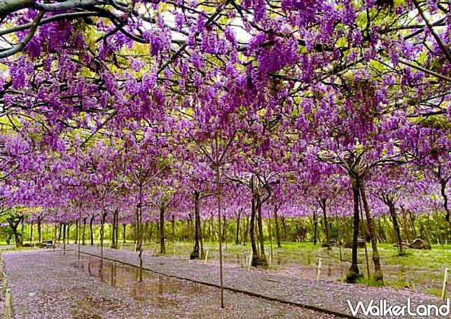 淡水紫藤咖啡園 / WalkerLand窩客島整理提供 未經許可不可轉載