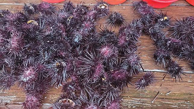 自貢寮鮑養殖池採收上岸的新鮮紫海膽。（貢寮鮑養殖達人吳鴻銘提供）（新北市漁業處提供）