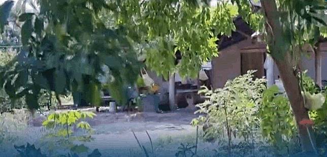Man arrested for killing and decapitating four puppies in Buri Ram